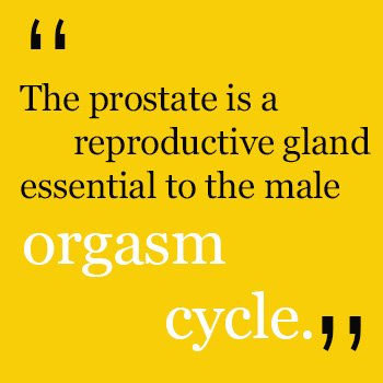 orgasm-cycle