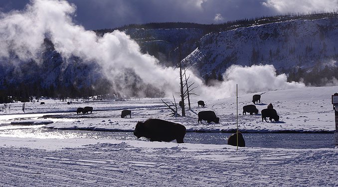 Winter Yellowstone